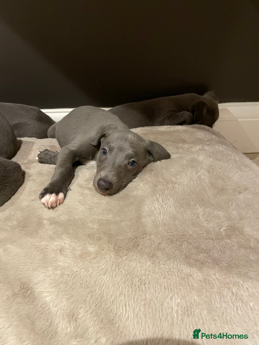 Whippet dogs for sale: 6 gorgeous blue whippet puppies  - Image 5
