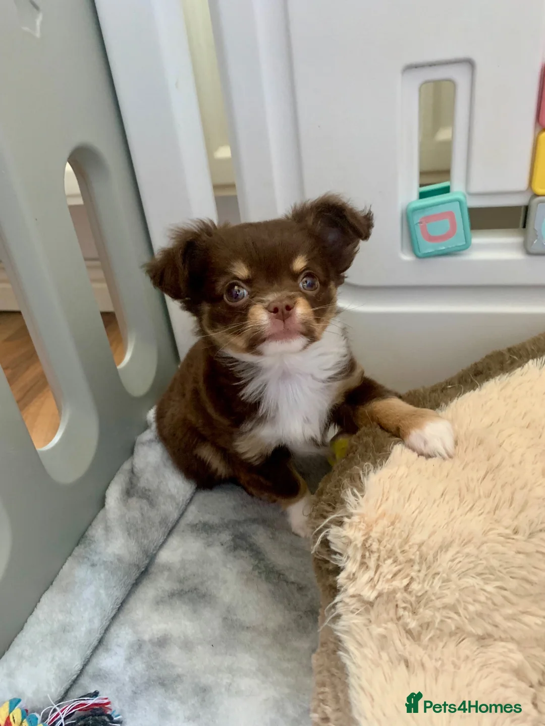 Chihuahua dogs for sale: Chocolate long hair chihuahua boy - Advert 1