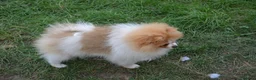 Pomeranian dogs for sale: PACO - Beautiful Pomeranian Boy - Advert 25