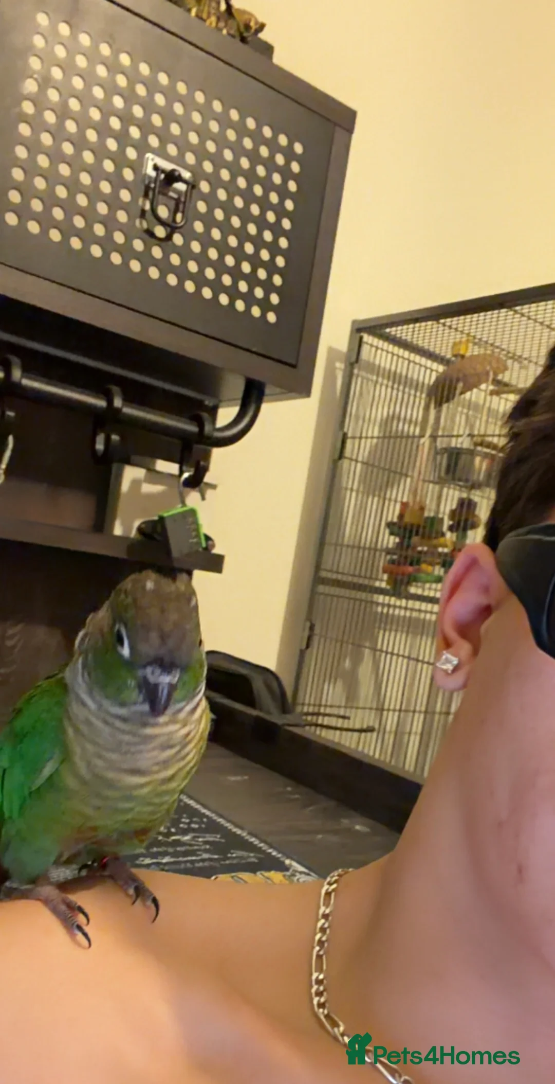 Conures birds for sale: Green cheek conure  - Advert 2