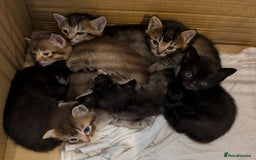 Burmese cats for sale: Burmese Cross Kittens - Image 3