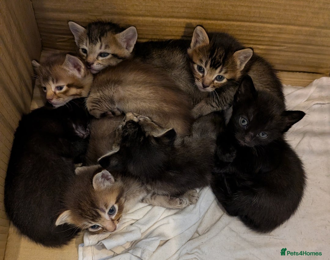Burmese cats for sale: Burmese Cross Kittens - Image 3