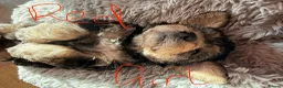 Mixed Breed dogs for sale: Miniature poodle x scot terrier/ poodle x puppies  - Advert 20
