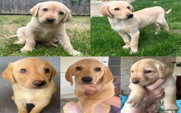 Goldendoodle dogs for sale: Goldendoodle x Aussiedoodle Pups READY TO LEAVE  - Image 7