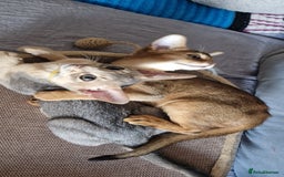 Abyssinian cats for sale: Pure Abyssinian kittens ❤️Ready to go 😍  - Image 9