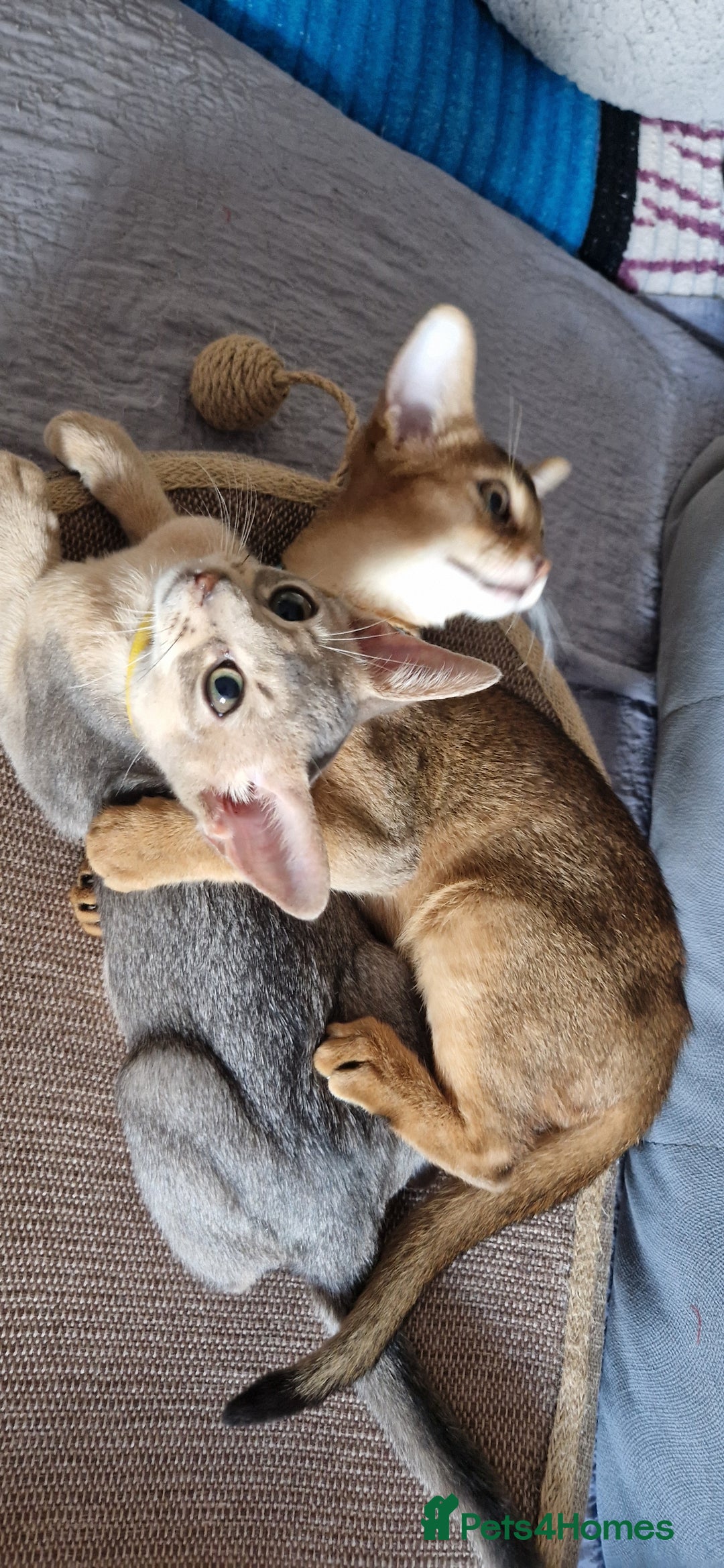 Abyssinian cats for sale: Pure Abyssinian kittens ❤️Ready to go 😍  - Image 9