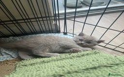 British Shorthair cats for sale: Pure british  shorthair  kittens  - Image 23