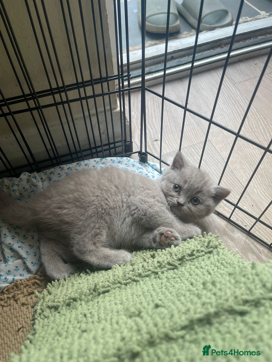 British Shorthair cats for sale: Pure british  shorthair  kittens  - Image 23