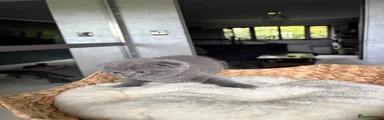 Scottish Fold 7