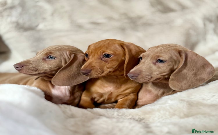 Miniature Dachshund dogs - Advert 5