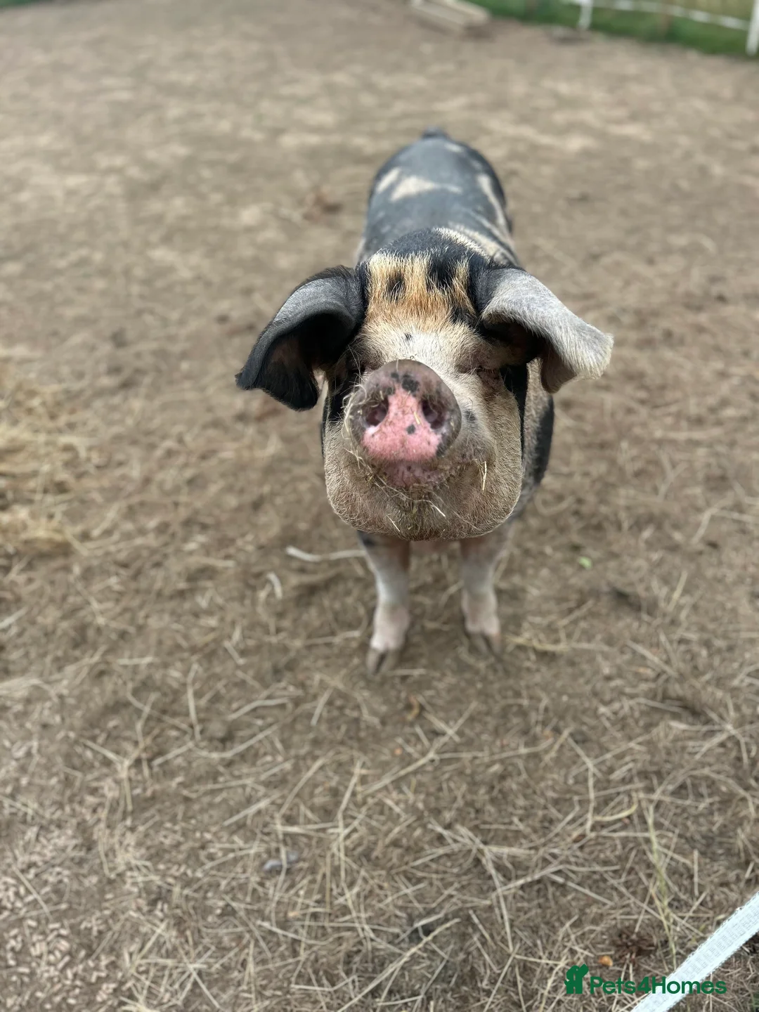 Pig livestock for sale: Two Oxford and Sandy Black pigs in Hornsea - Advert 5