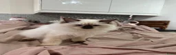 Ragdoll cats for sale: RAGDOLL BOY colour point chocolate pedigree in Birkenhead - Advert 6
