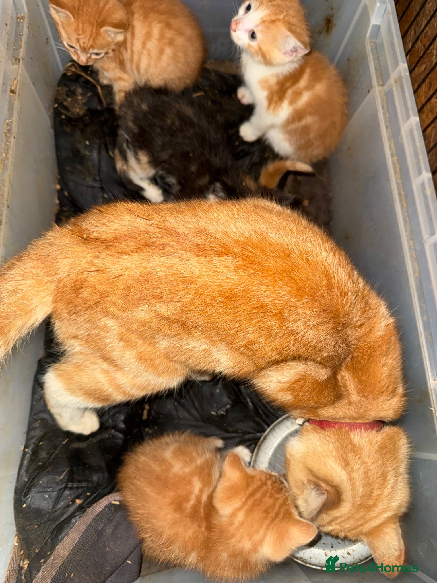 Mixed Breed cats for sale: Beautiful kittens in Dewsbury - Advert 10
