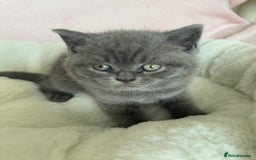 British Shorthair cats for sale: British shorthair kitten  - Image 3