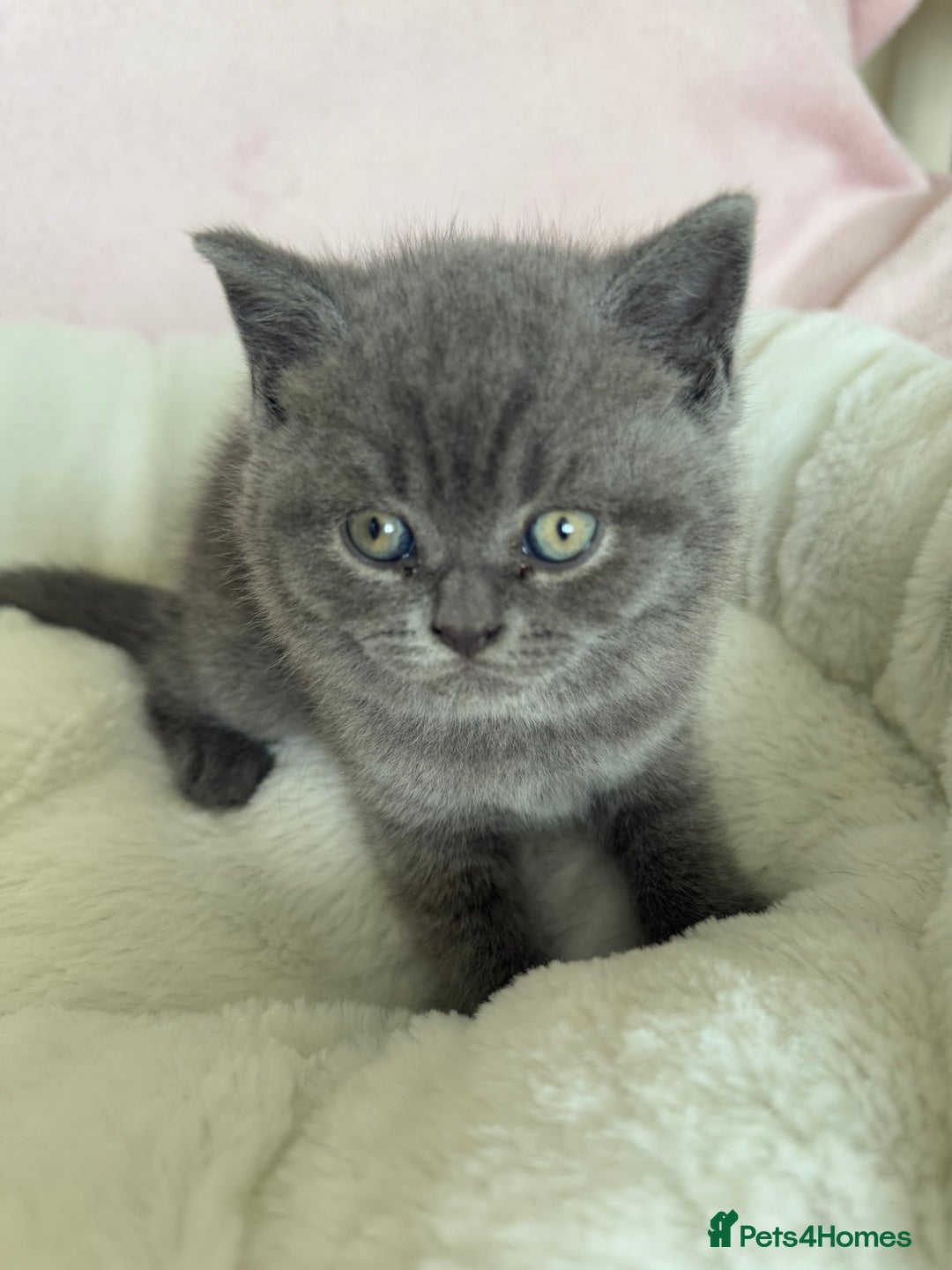 British Shorthair cats for sale: British shorthair kitten  - Image 3