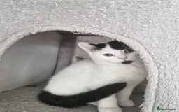 Selkirk Rex cats for sale: Tica reg  pedigree selkirk rex kittens ready now  - Advert 8