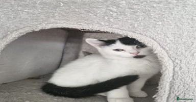 Selkirk Rex cats Tica registered pedigree selkirk rex kittens - Advert 5