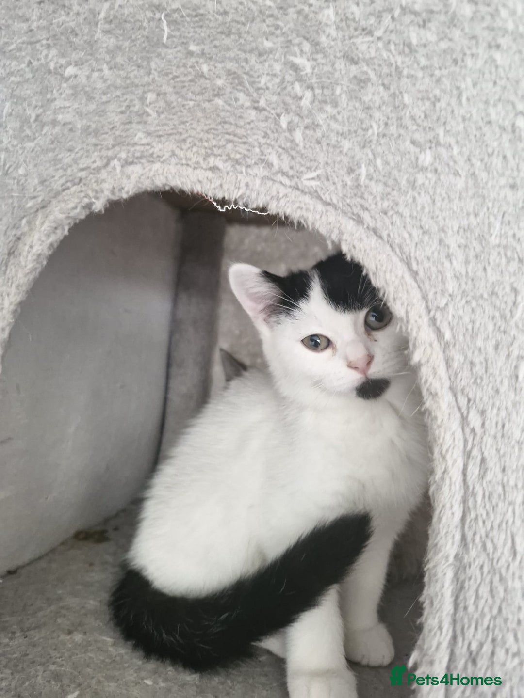 Selkirk Rex cats for sale: Tica reg  pedigree selkirk rex kittens ready now  - Advert 8