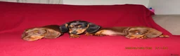Miniature Dachshund dogs for sale: Miniature daschund puppies in Bedford - Advert 9