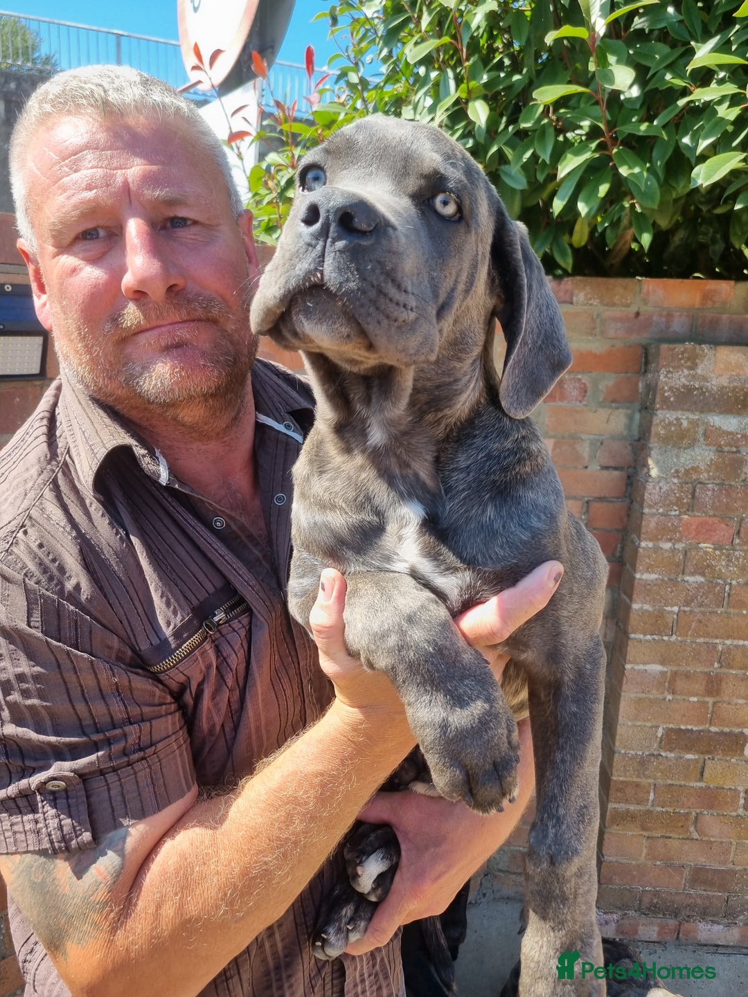 Cane Corso dogs for sale: Italian cane corso puppies  - Image 18