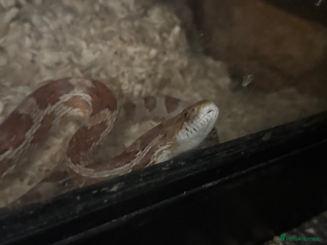 Corn Snake reptiles for sale: Corn snake with cabinet/terrarium - Image 5