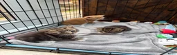 Mixed Breed cats for sale: Friendly Kittens Looking for Loving Homes - Advert 2