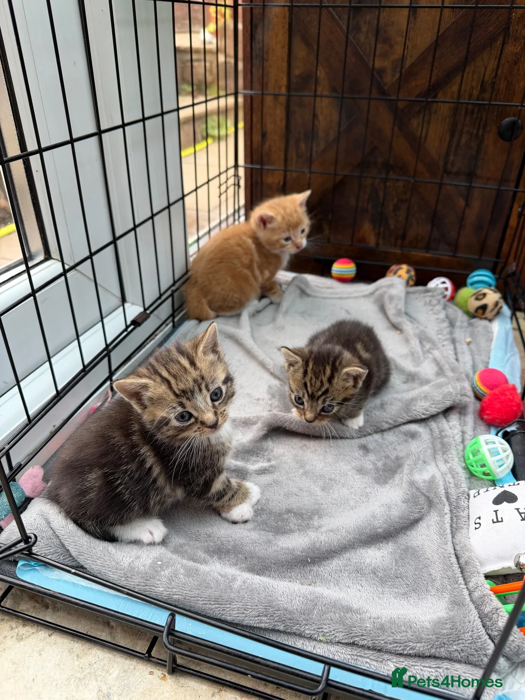 Mixed Breed cats for sale: Friendly Kittens Looking for Loving Homes - Advert 2