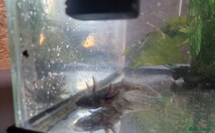 Axolotl reptiles - Advert 1
