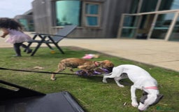 Mixed Breed dogs for sale: Gorgeous Mali x Whippet - Image 8
