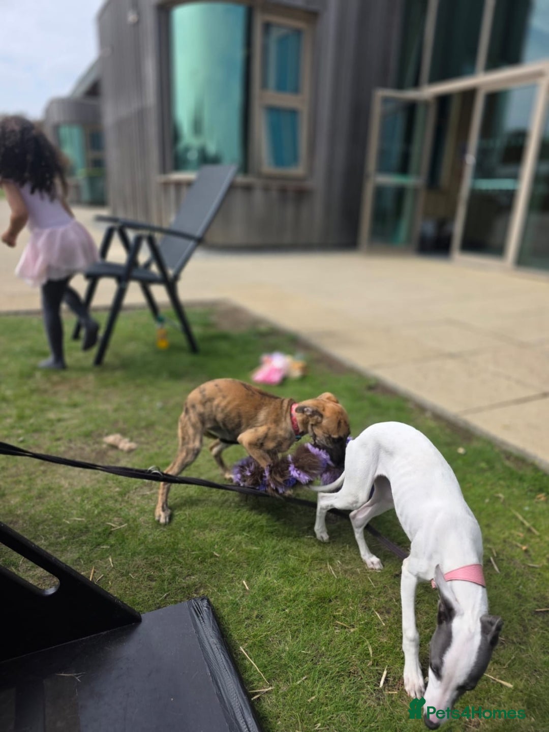 Mixed Breed dogs for sale: Gorgeous Mali x Whippet - Image 8