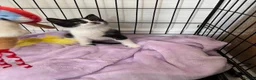 Mixed Breed cats for sale: Beautiful Little Black & White Boy - Advert 5