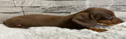 Miniature Dachshund dogs for sale: Miniature dachshund puppies  - Advert 16