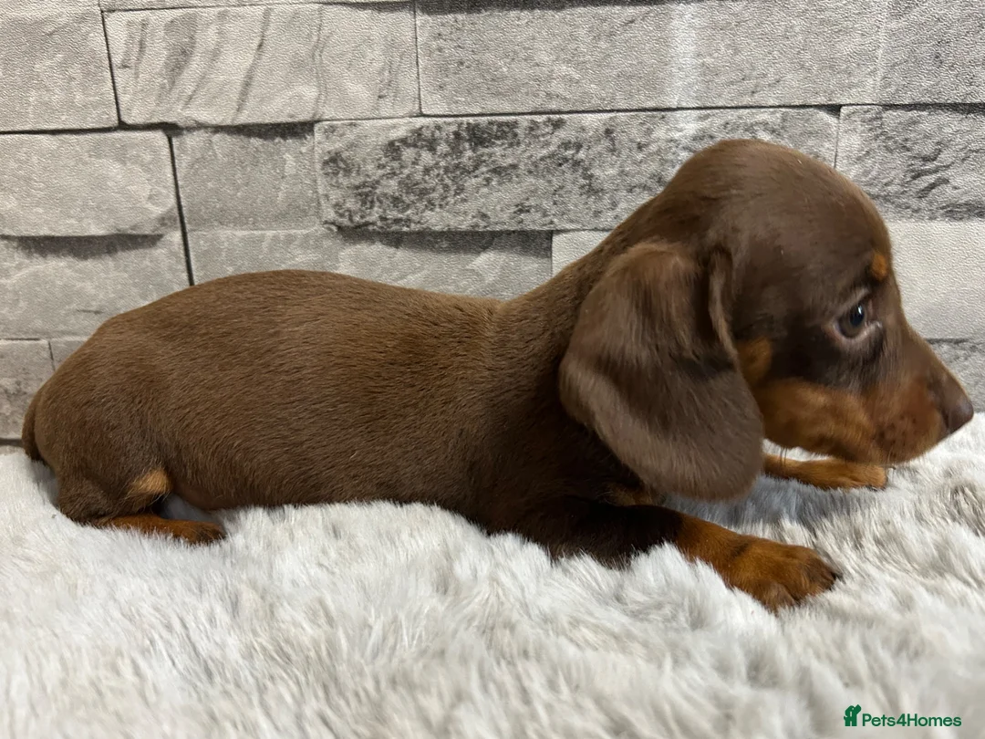 Miniature Dachshund dogs for sale: Miniature dachshund puppies  - Advert 16