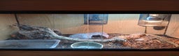 Lizard reptiles for sale: Argentina Tegu  - Advert 4