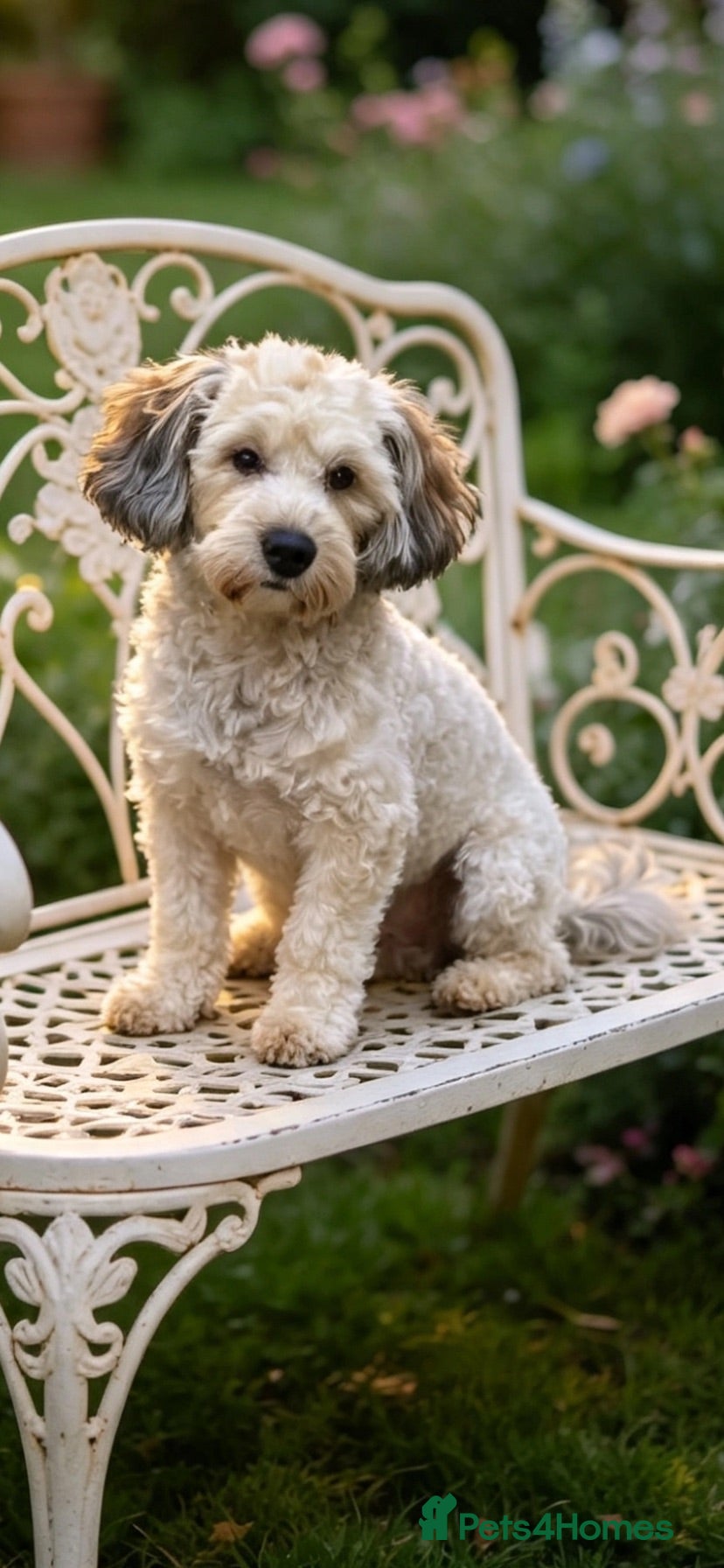 Maltipoo dogs 🌟HEALTH TESTED MED/SMALL BREED STUD DOGS  🌟 - Advert 16