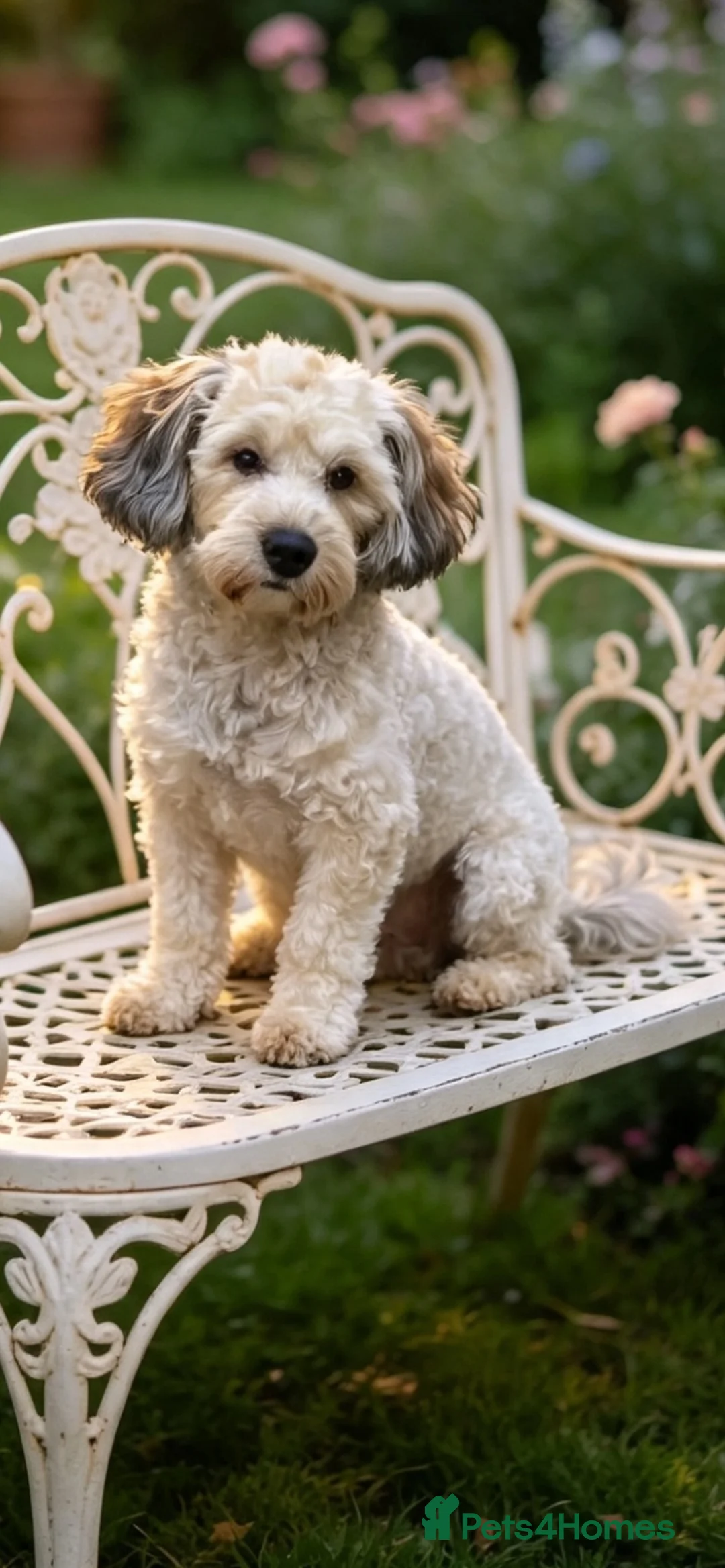 Maltipoo dogs for stud: 🌟HEALTH TESTED MED/SMALL BREED STUD DOGS  🌟 - Advert 1