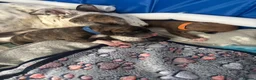 Mixed Breed dogs for sale: Saluki bull greyhound (lurcher) puppy’s  - Advert 1