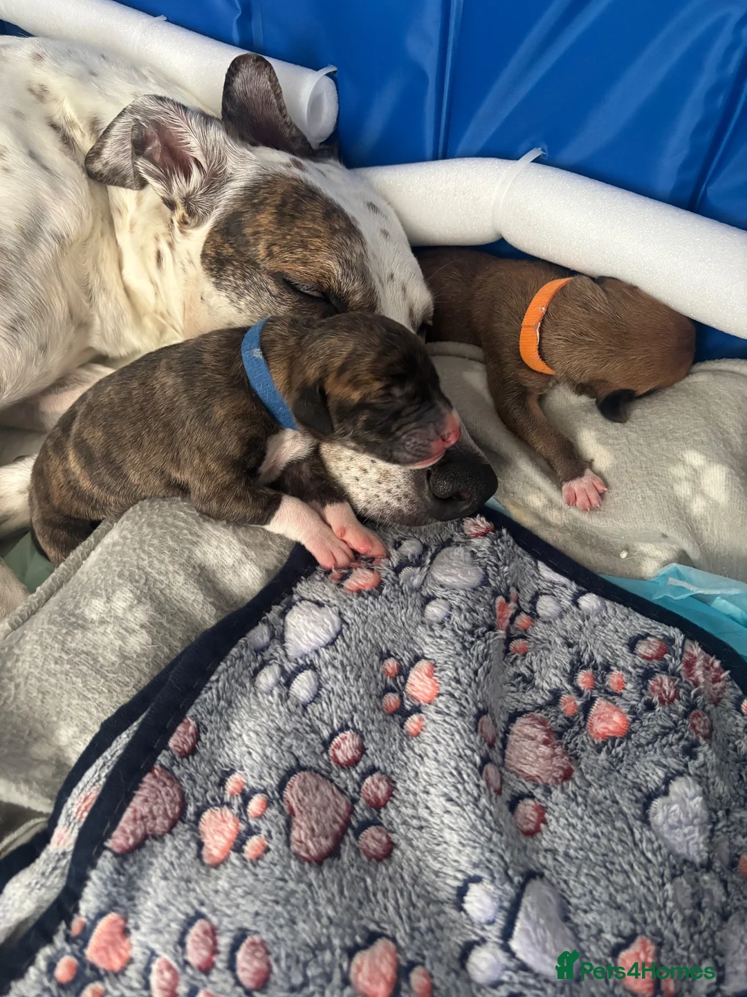 Mixed Breed dogs for sale: Saluki bull greyhound (lurcher) puppy’s  - Advert 1