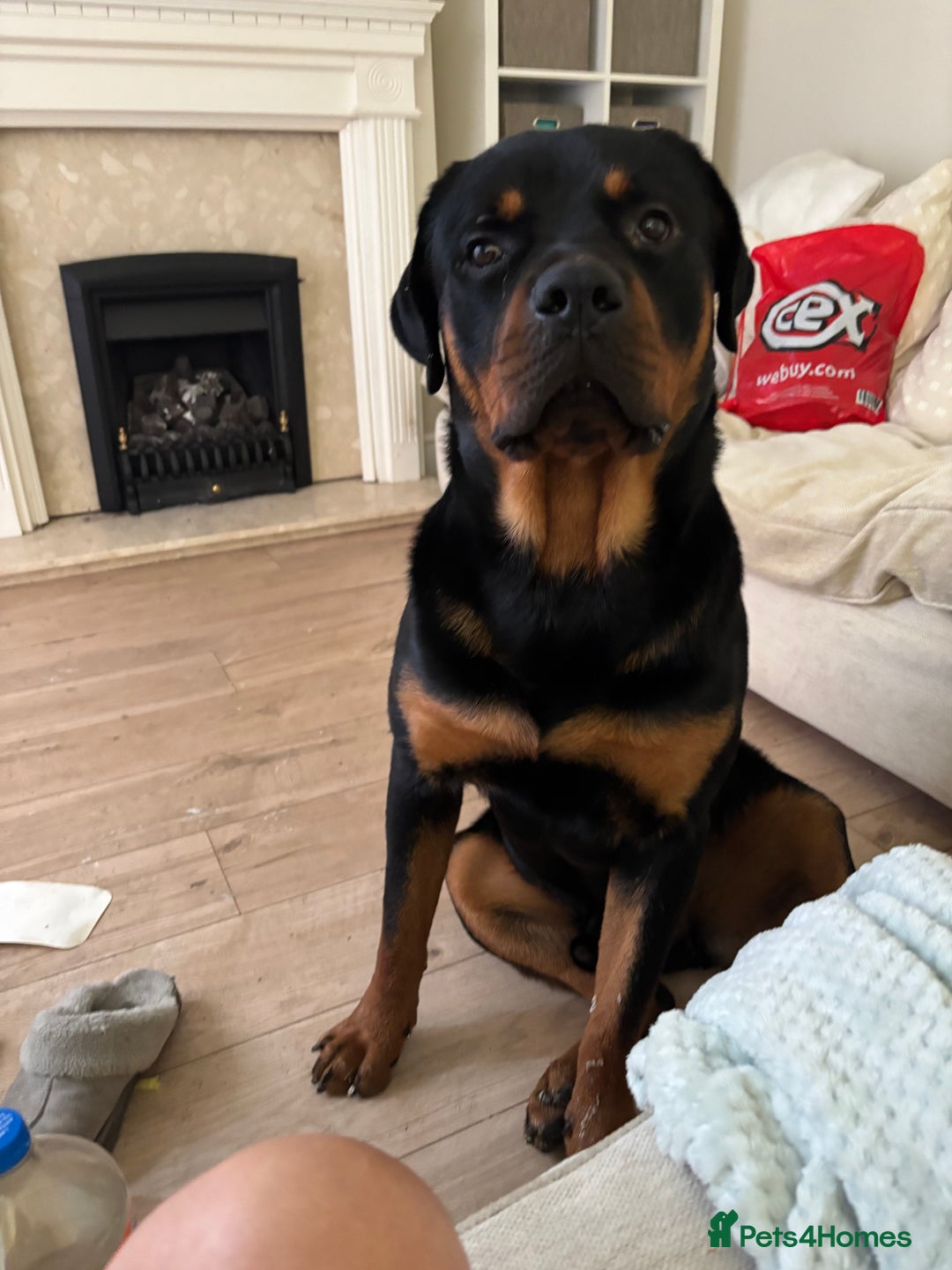Rottweiler dogs for sale: Beautiful rottweiler - Image 4