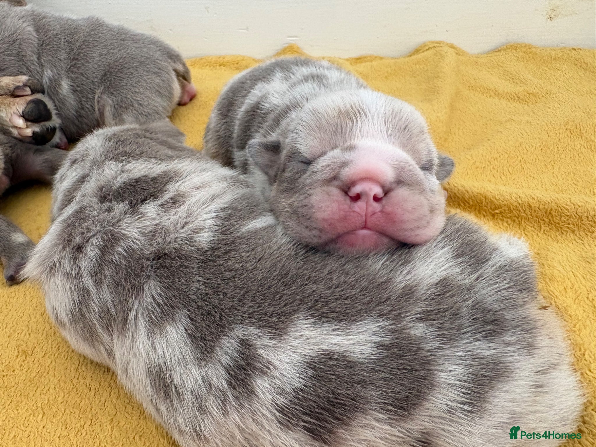 English Bulldog dogs KC English Bulldog Puppies – Health Tested Parents - Advert 3