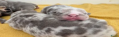 Basil - Reserved