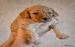 Cockapoo dogs for sale: Beautiful Cockapoo Puppies - Ready mid December - Image 5