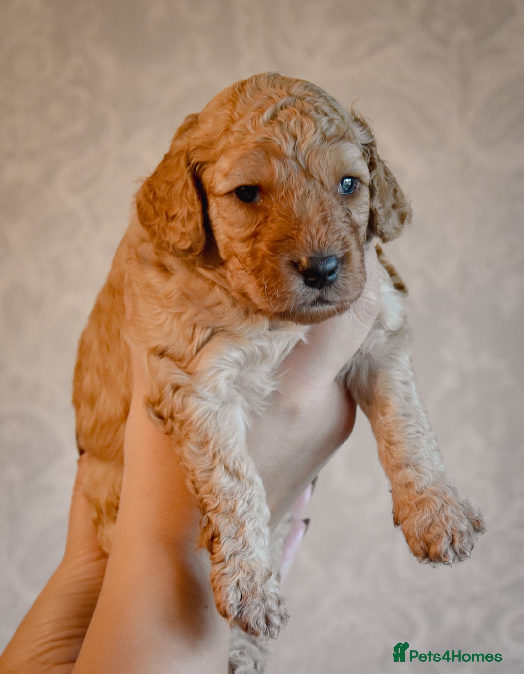 Cockapoo dogs for sale: Beautiful Cockapoo Puppies - Ready mid December - Image 5