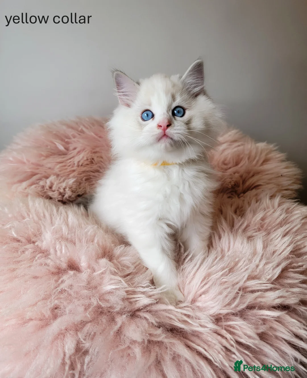 Ragdoll cats for sale: 😸Fully GCCF Certified Pedigree Ragdoll kittens💕 - Advert 6