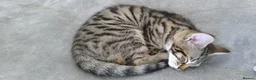 Mixed Breed cats for sale: 5 Beautiful Tabby Kittens For Sale  - Advert 5