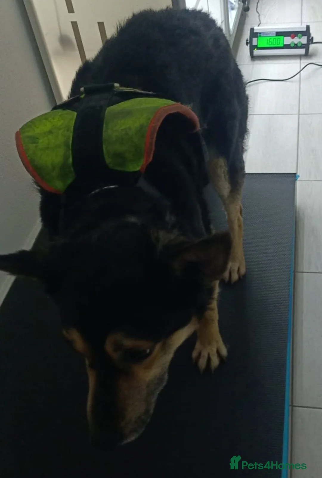 Mixed Breed dogs for adoption: 🐾 RUDY – Waiting for the Life He Deserves 🐾 in Nottingham - Advert 3