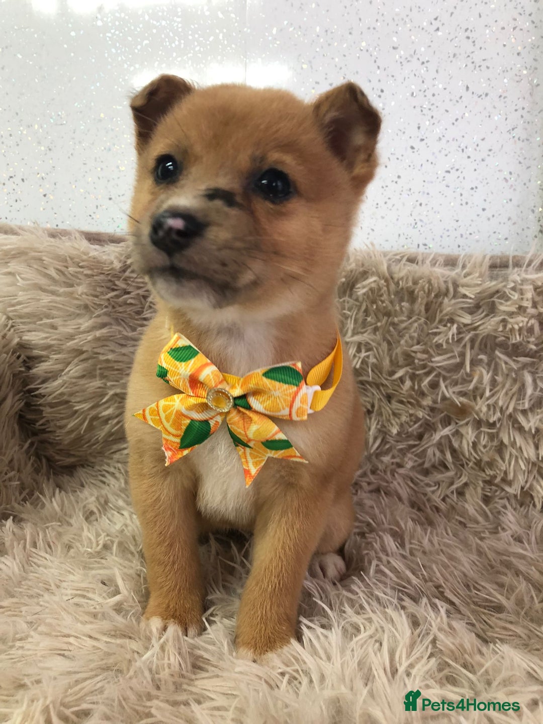 Mixed Breed dogs for sale: Jack Russel x Shibu inu (Shibujacks) - Advert 2