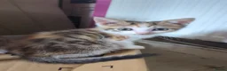 Domestic Shorthair cats for sale: Beautiful kittens - Advert 6