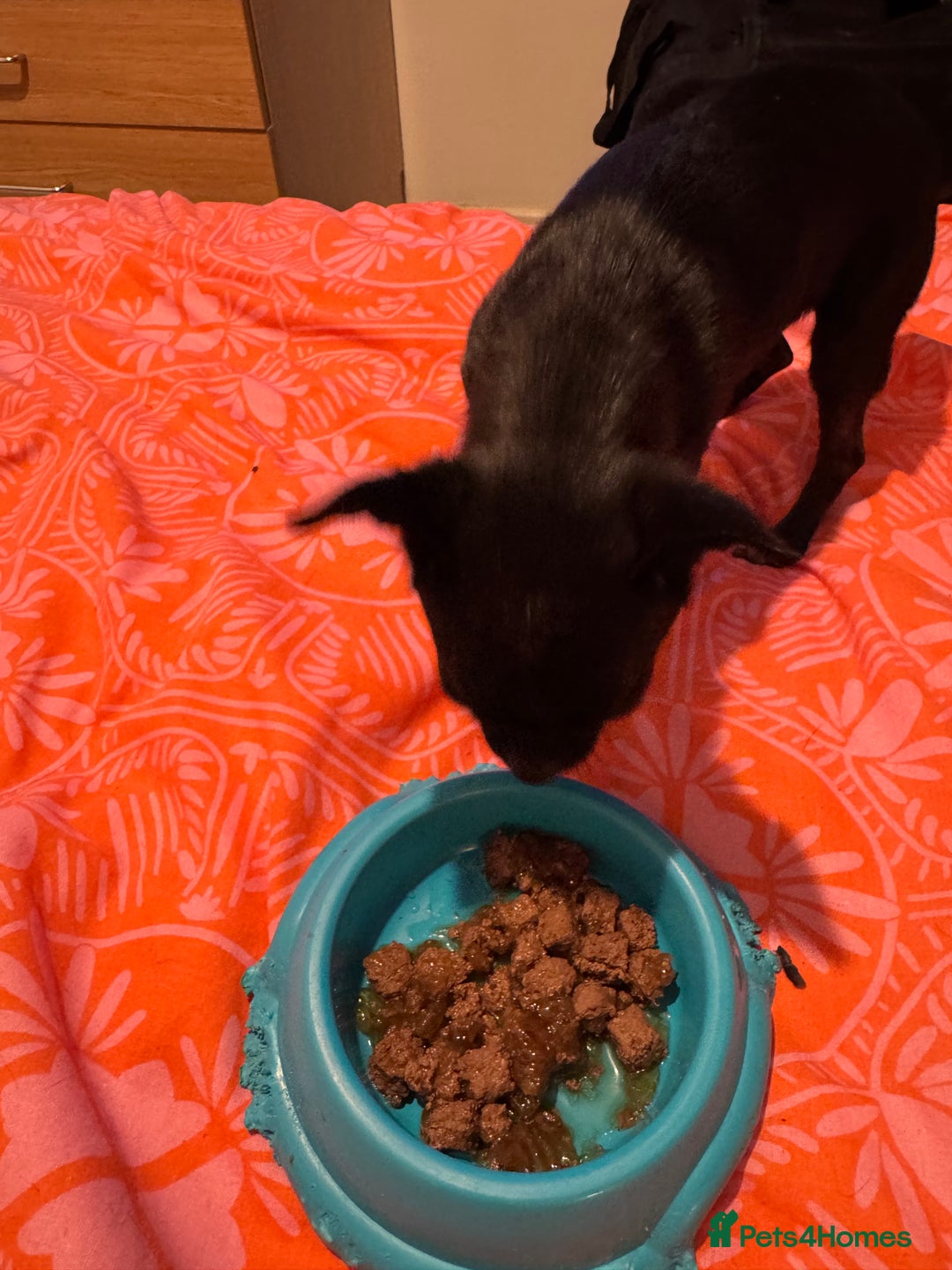 Chihuahua dogs for sale: Stunning absolutely stunning female chihuahua  - Image 7