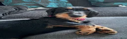 Dachshund dogs for sale: Beautiful female Dachshund  in Blyth - Advert 1